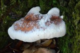 Laetiporus persicinus image