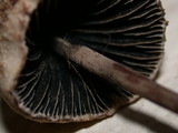 Panaeolus papilionaceus var. parvisporus image