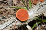 Pycnoporus sanguineus image