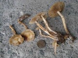 Kuehneromyces marginellus image