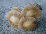 Kuehneromyces marginellus image