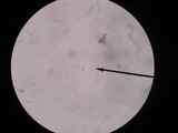 Kuehneromyces marginellus image
