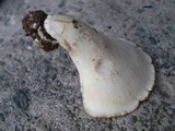 Royoporus badius image
