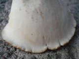 Royoporus badius image