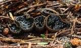 Plectania melastoma image