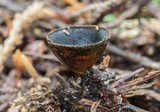 Plectania melastoma image