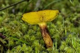 Phylloporus arenicola image