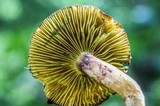 Phylloporus arenicola image