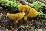 Phylloporus arenicola image