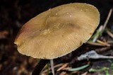Kuehneromyces lignicola image