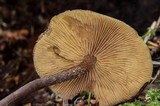 Kuehneromyces lignicola image