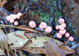 Lycogala epidendrum image