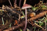 Mycena pura image