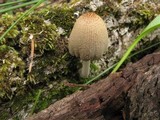 Coprinellus xanthothrix image