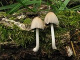 Coprinellus xanthothrix image
