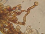 Coprinellus xanthothrix image