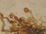 Coprinellus xanthothrix image