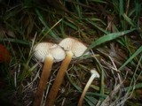 Flammulina ononidis image