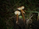 Flammulina ononidis image