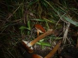 Flammulina ononidis image