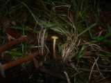 Flammulina ononidis image