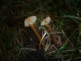 Flammulina ononidis image