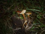 Flammulina ononidis image