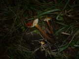 Flammulina ononidis image