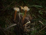Flammulina ononidis image