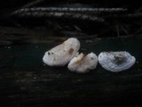 Antrodia albida image