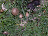 Panaeolus papilionaceus var. parvisporus image