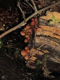 Kuehneromyces mutabilis image