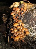 Kuehneromyces mutabilis image