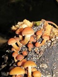 Kuehneromyces mutabilis image