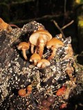 Kuehneromyces mutabilis image