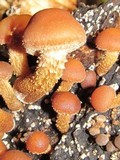 Kuehneromyces mutabilis image