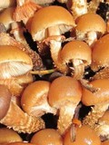 Kuehneromyces mutabilis image