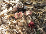 Clathrus archeri image