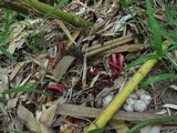 Clathrus archeri image