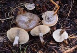Clitocybe glacialis image