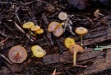 Chromosera cyanophylla image