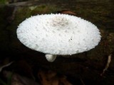 Leucocoprinus cretaceus image