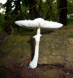 Leucocoprinus cretaceus image