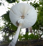 Leucocoprinus cretaceus image