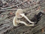 Kuehneromyces marginellus image