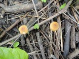 Rhizomarasmius pyrrhocephalus image