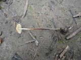 Rhizomarasmius pyrrhocephalus image