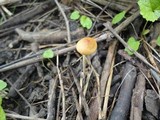 Rhizomarasmius pyrrhocephalus image