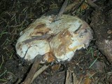 Fomitopsis mounceae image