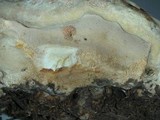 Fomitopsis mounceae image